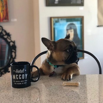 E-Comm: Dog Friendly Hotels, Hotel McCoy, Tucson
